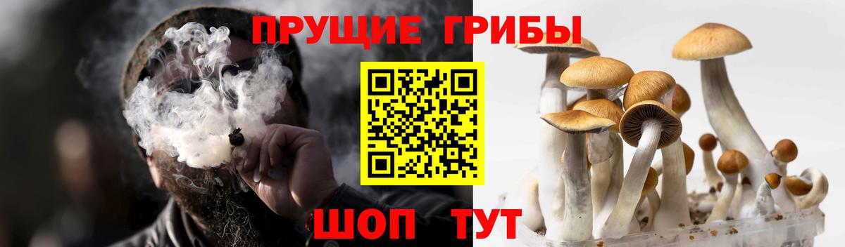Ачинск  Галлюциногенные грибы Psilocybe  Вход с VPN 